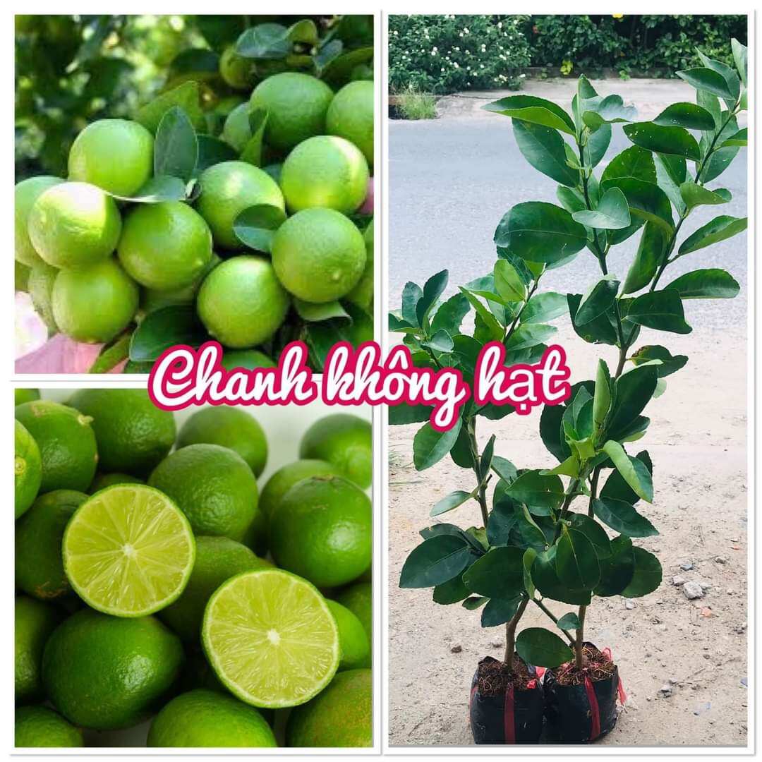 Cây giống chanh không hạt