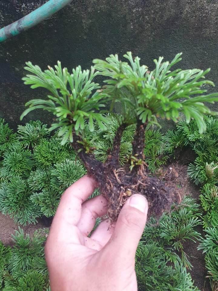 5 Cây Trường Sinh Thảo