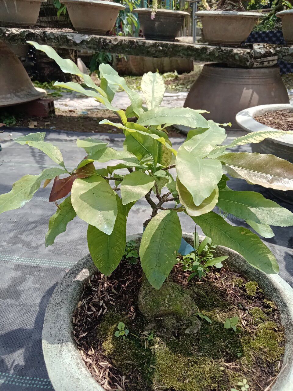 Cây cúc bạch mai gốc ghép bonsai