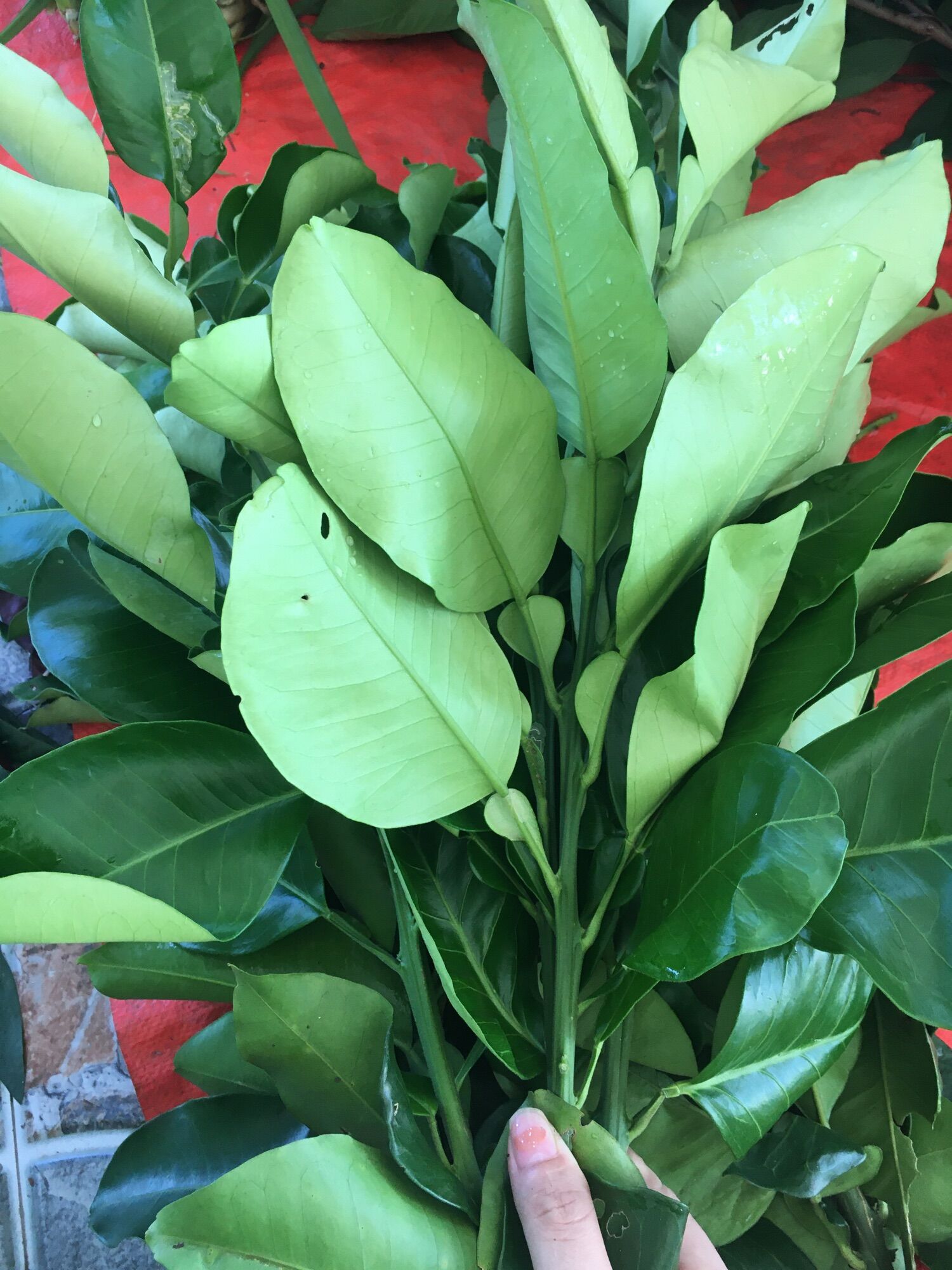 1kg lá bưởi tươi