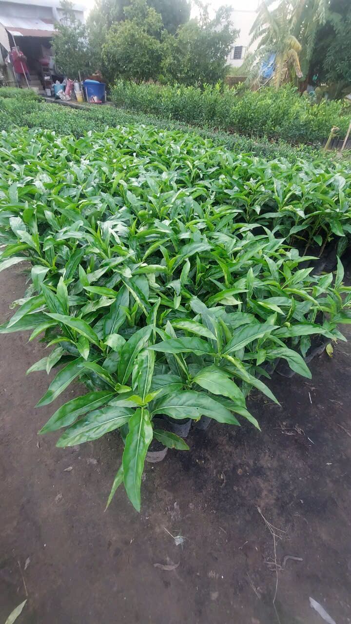 Combo 3 Cây Nhàu Con Làm Giống