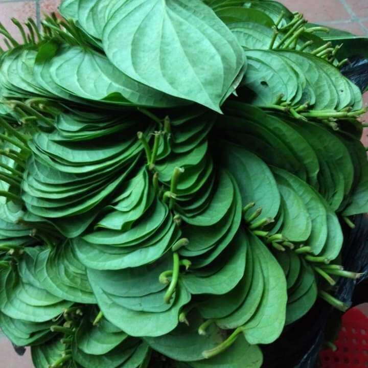 200g lá trầu xanh tươi mới hái