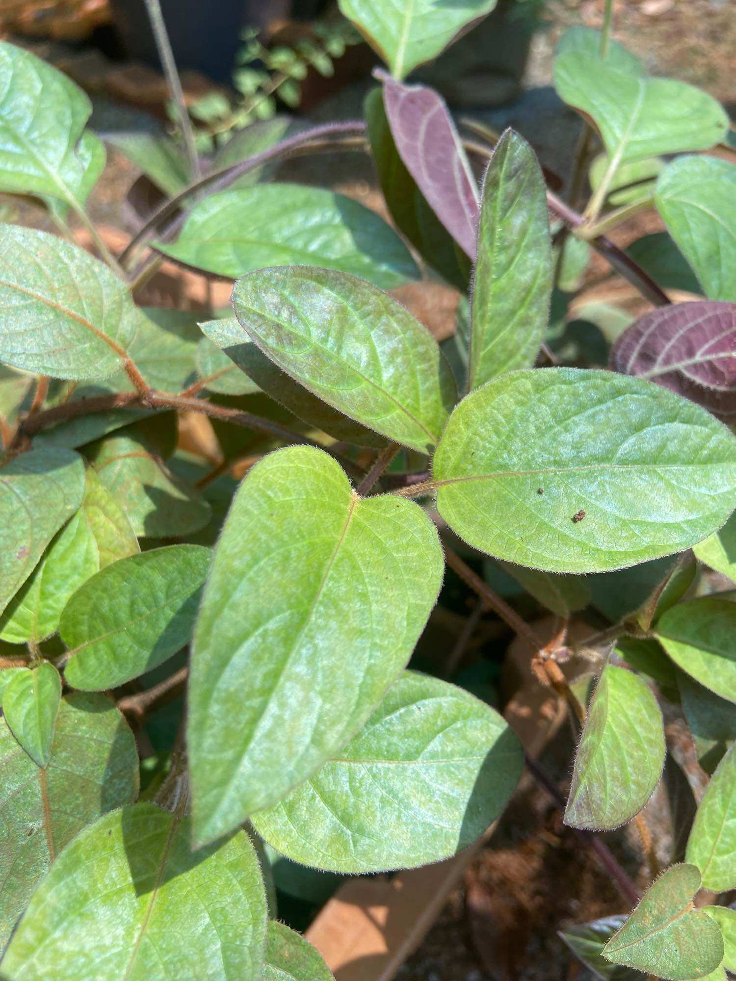 Cây giống lá mơ lông