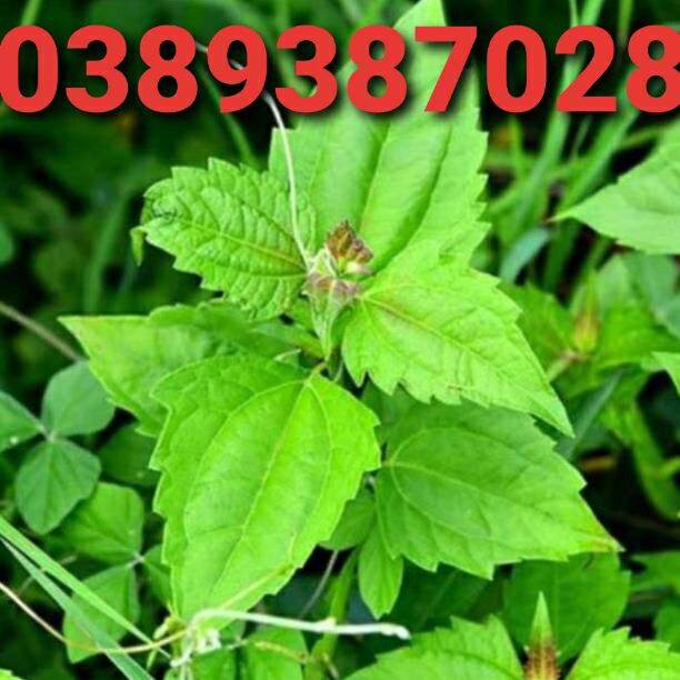 cây cộng sản 200g khô
