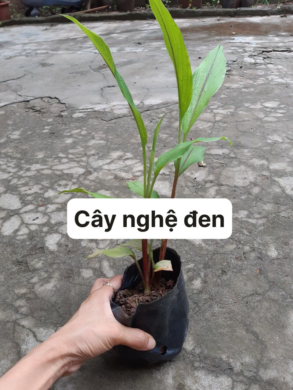 Combo 3 cây giống nghệ đen
