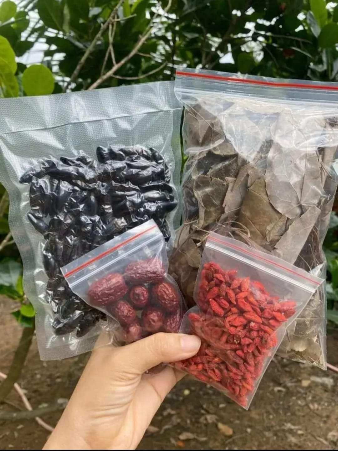 combo bổ củi dâm dương hoắc táo đỏ kỳ tử đỏ