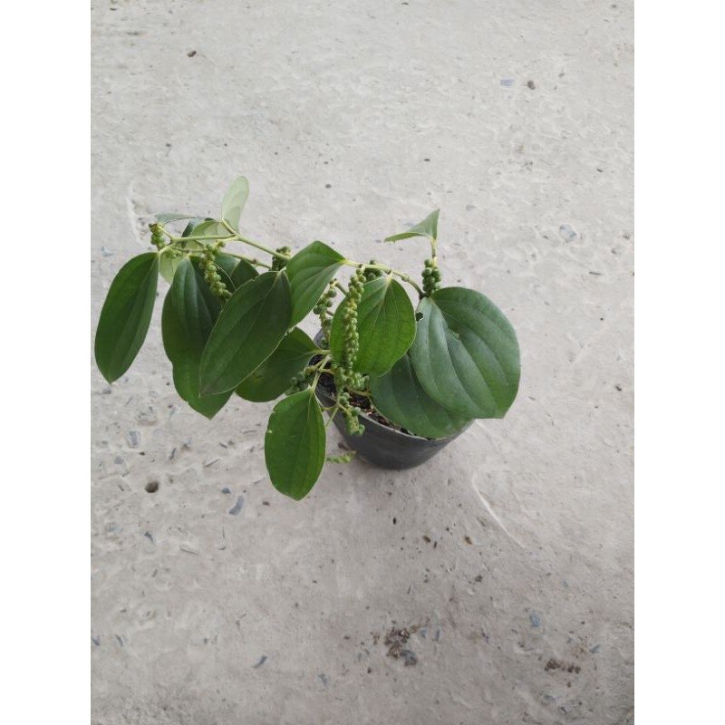 Cây hồ tiêu đang trái (ảnh thật)