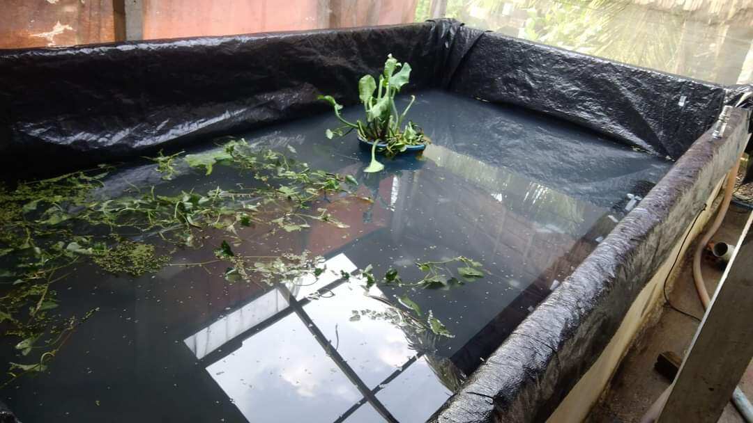 Bể bạt nuôi ốc ếch cá lươn 4x2x0,5 - loại HDPE