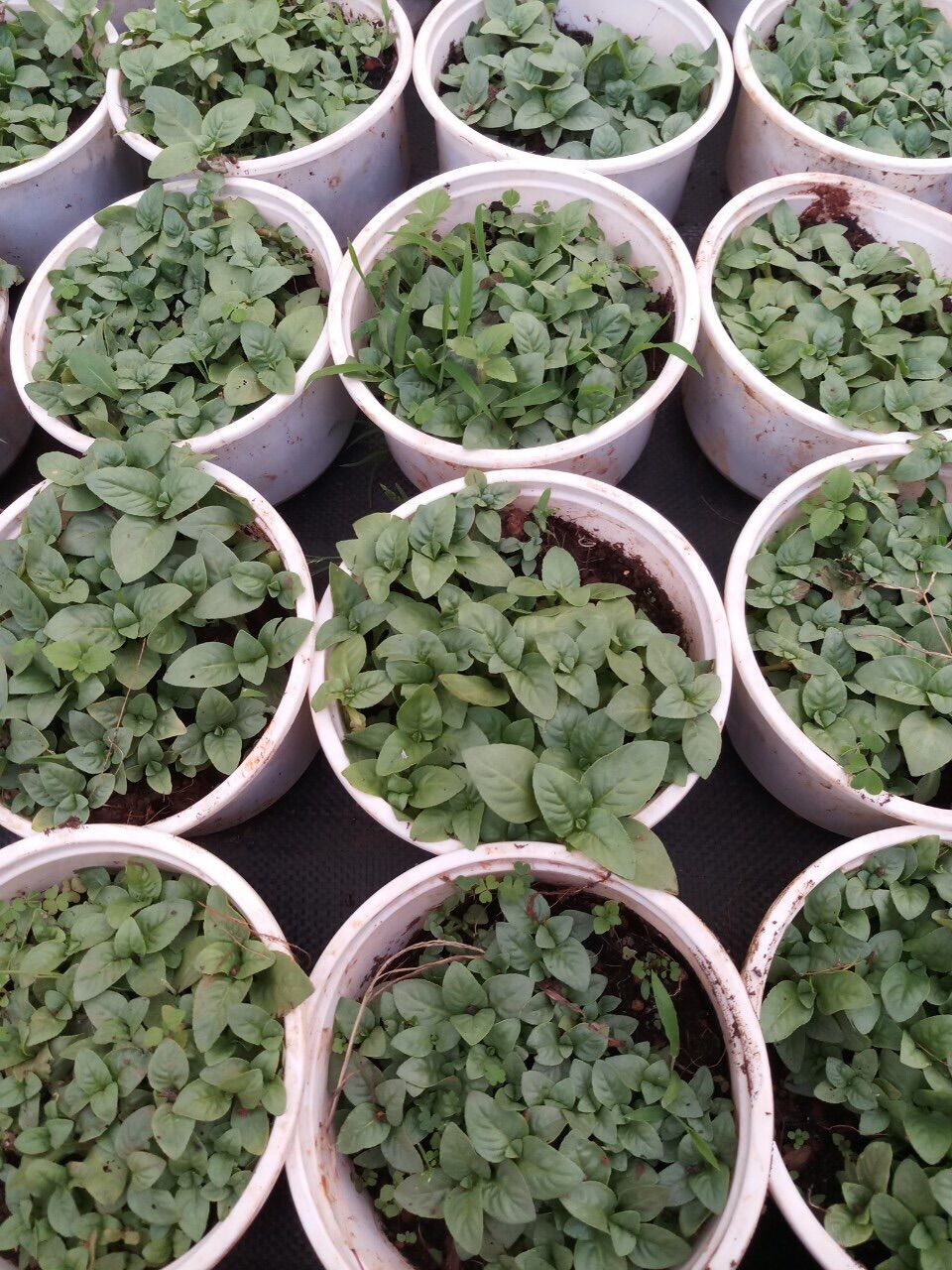 Quế vị xá sị lớn