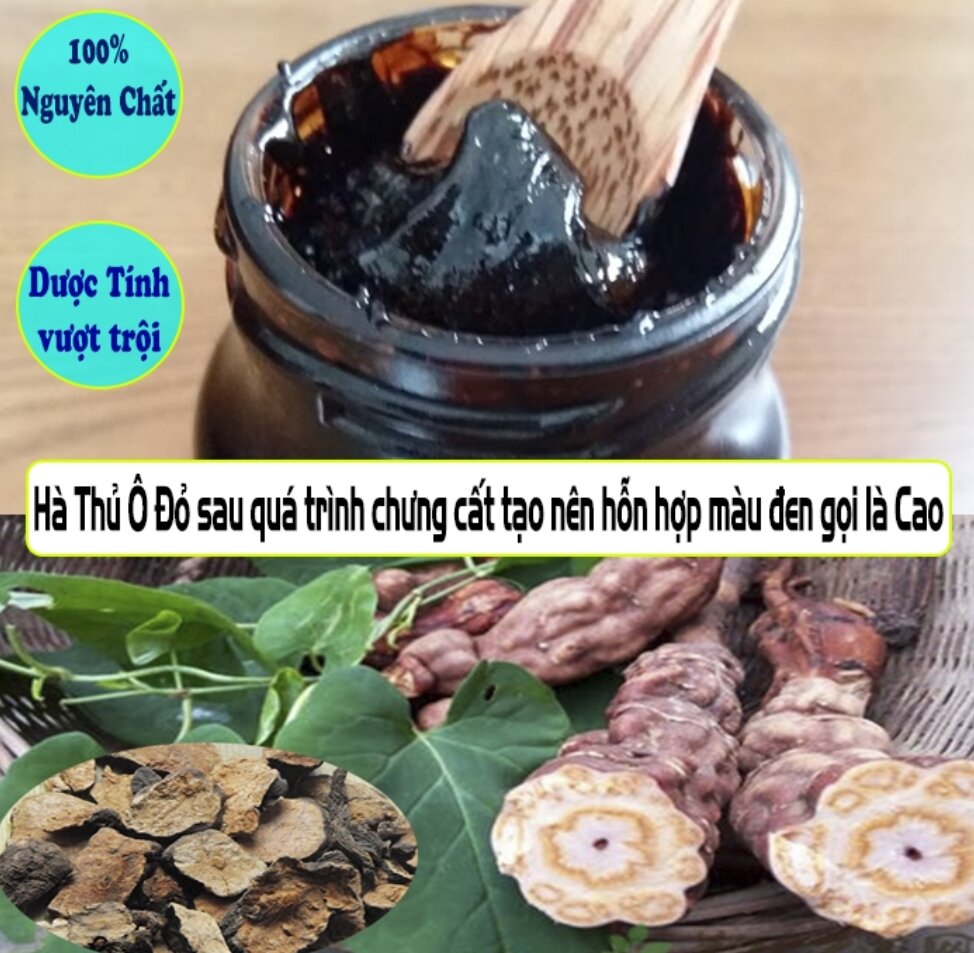 Cao hà thủ ô