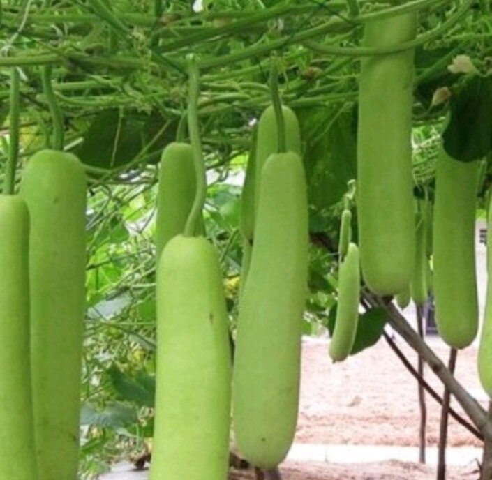 Hạt giống bầu lai