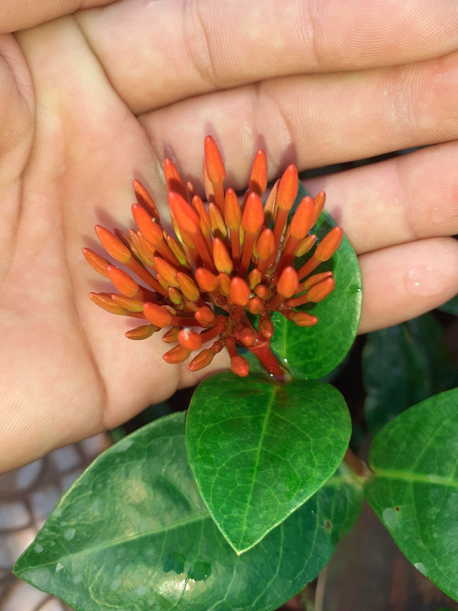mỹ đỏ lá mỹ cam