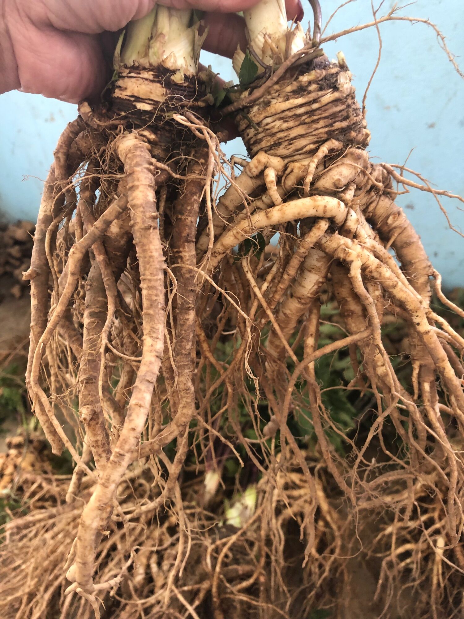 Sâm đương quy tươi Tây Bắc (150k/2kg)