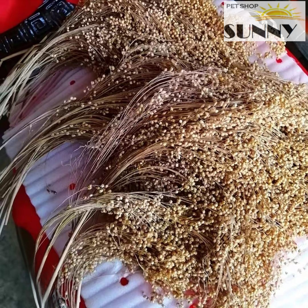 Cành nguyên hạt diêm mạch cho hamster 30g