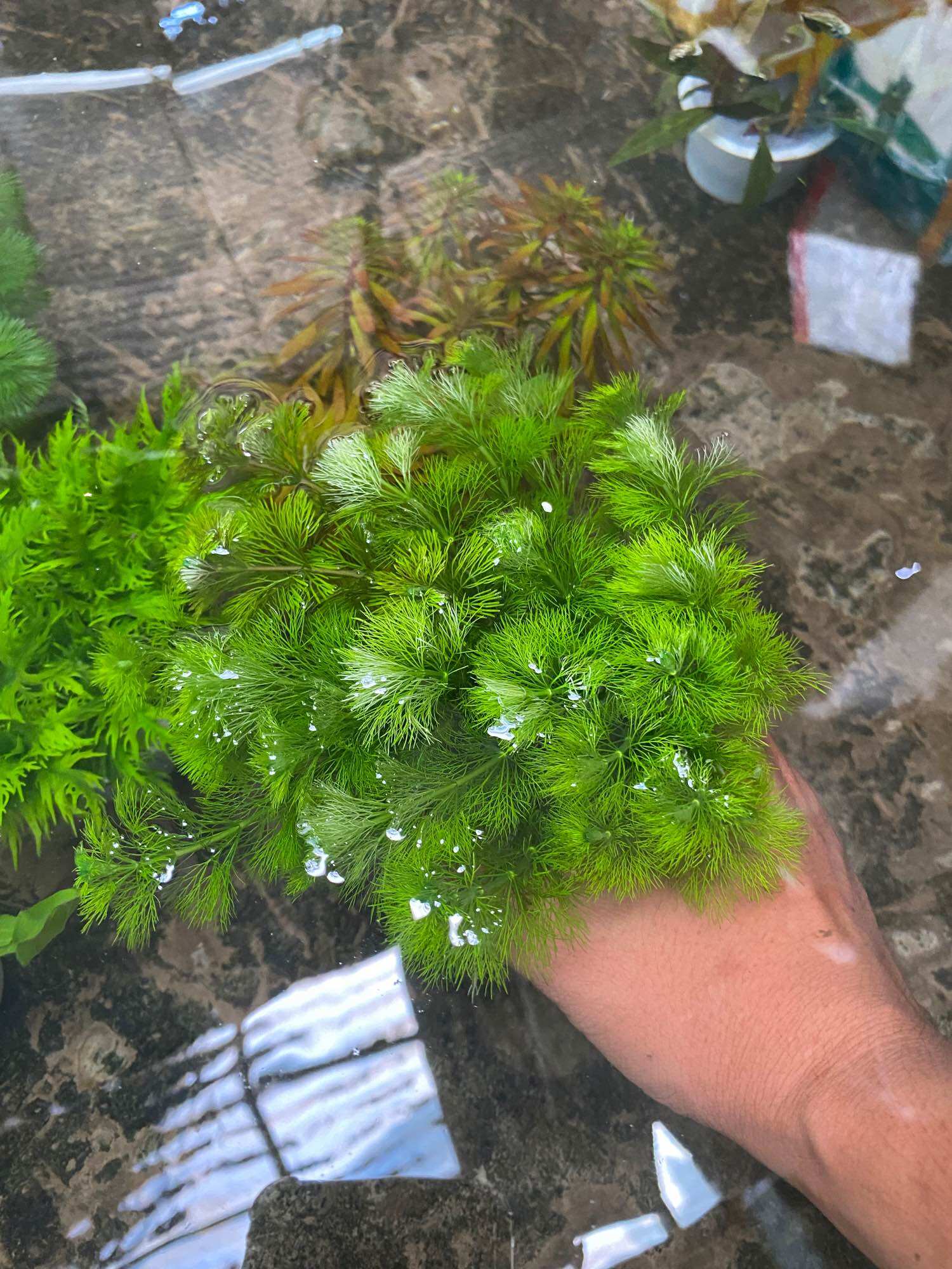 CÂY THỦY SINH TIỂU BẢO THÁP-40K/15NGỌN