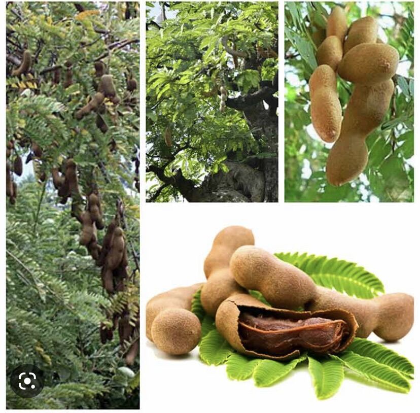 Cây Giống Me Thái