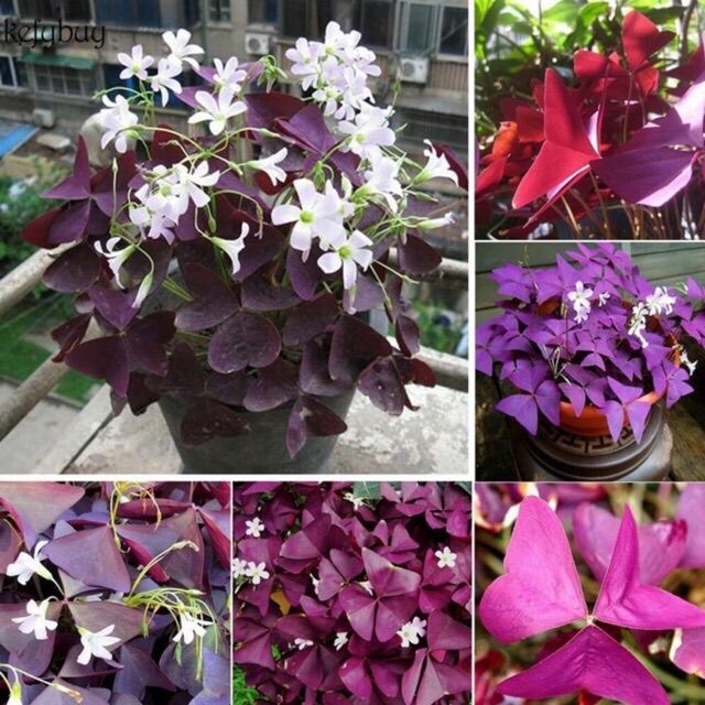 Củ hoa bướm đêm hoa tết