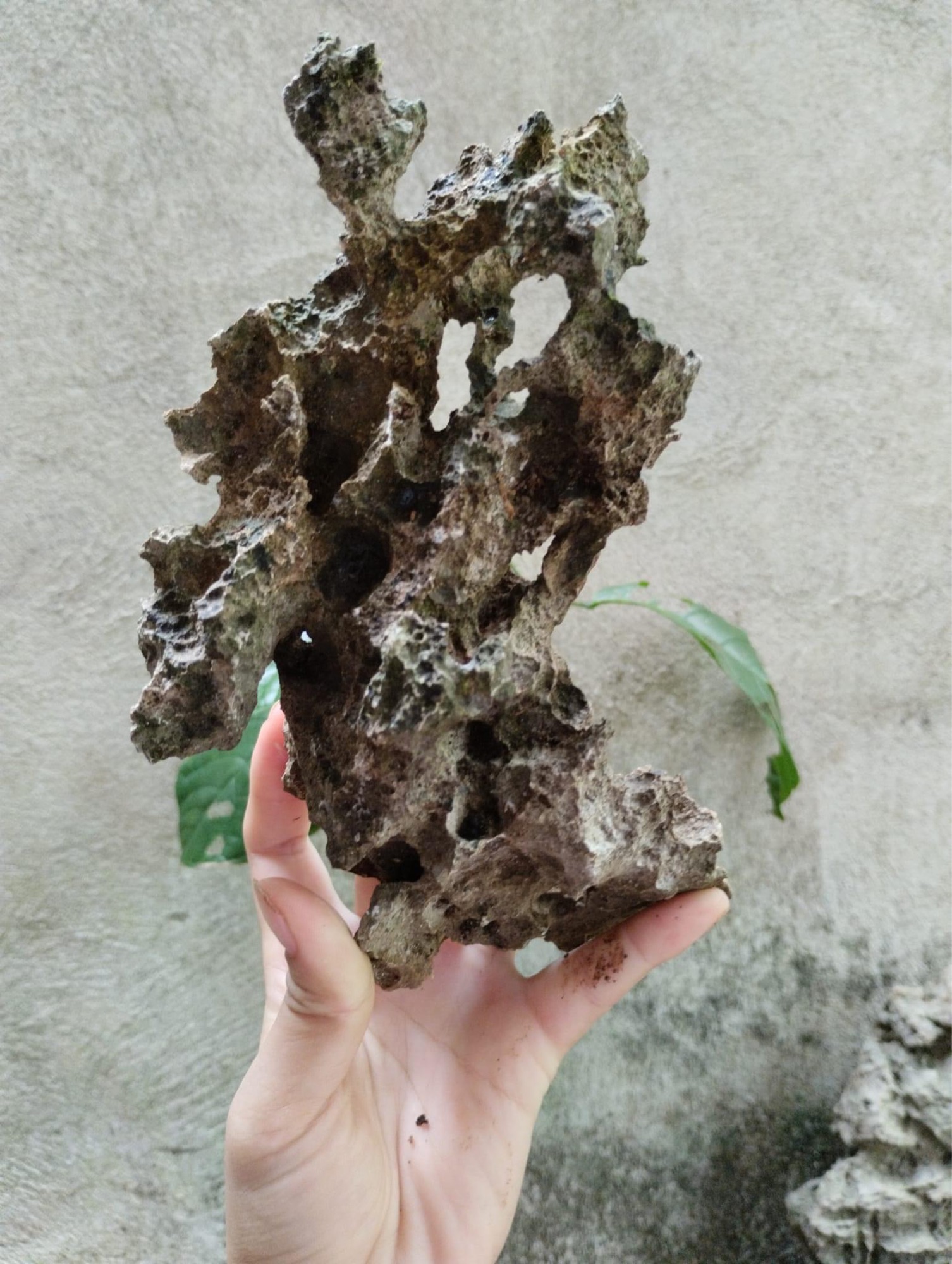 ĐÁ ghép cây bonsai mini.trang trí bể cá cảnh