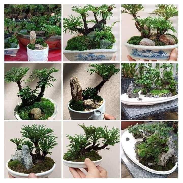 Dương xỉ trường sinh thảo - cây trang trí bonsai, tiểu cảnh