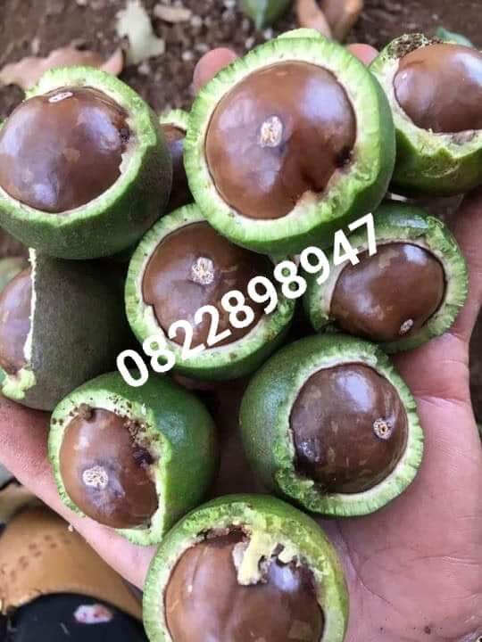 Macca Loại 1 Hộp 500Gram
