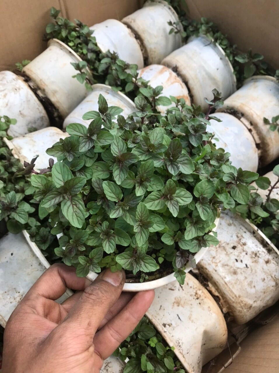 Bạc hà chocolate mint chậu lớn