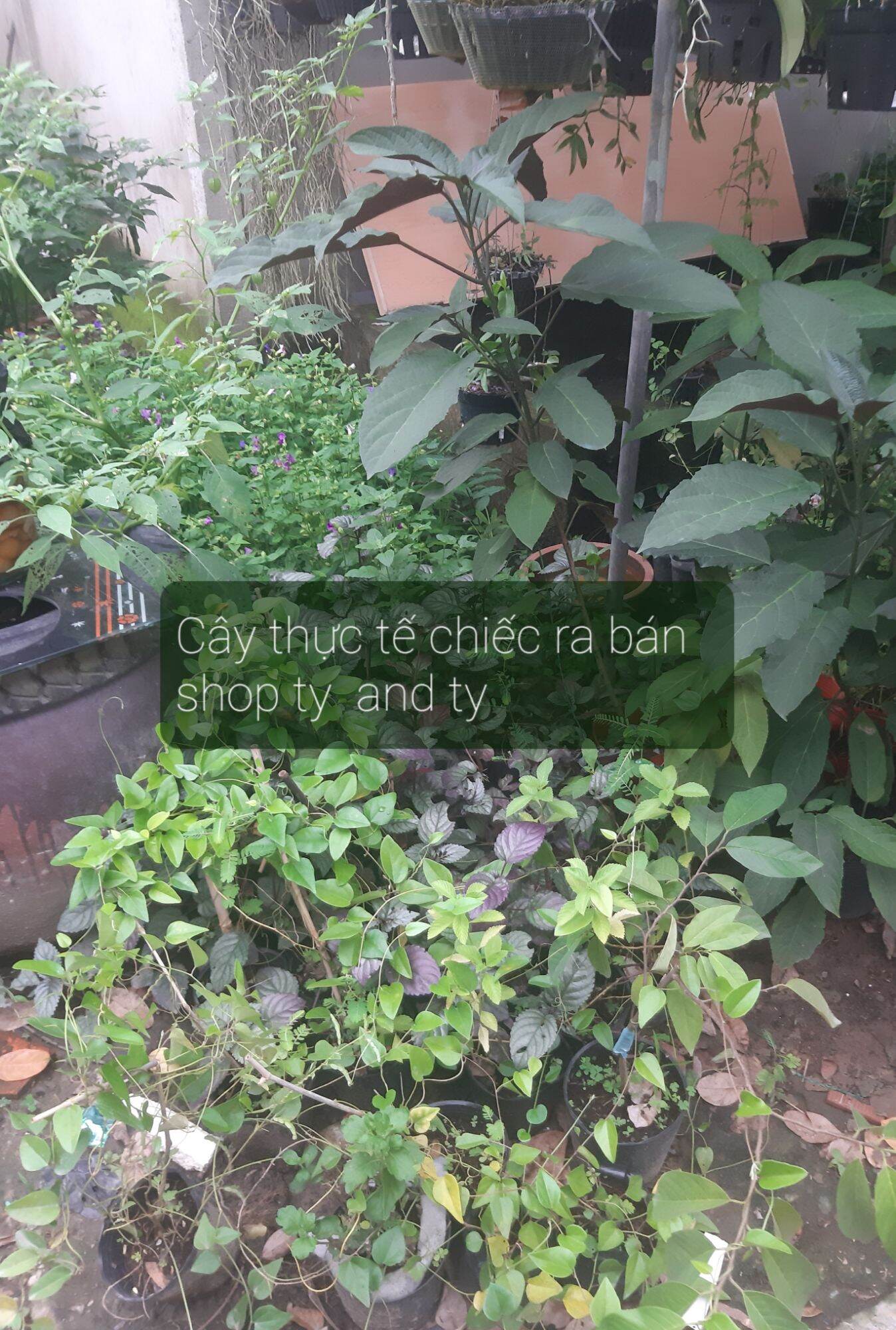 cây giống sương sâm