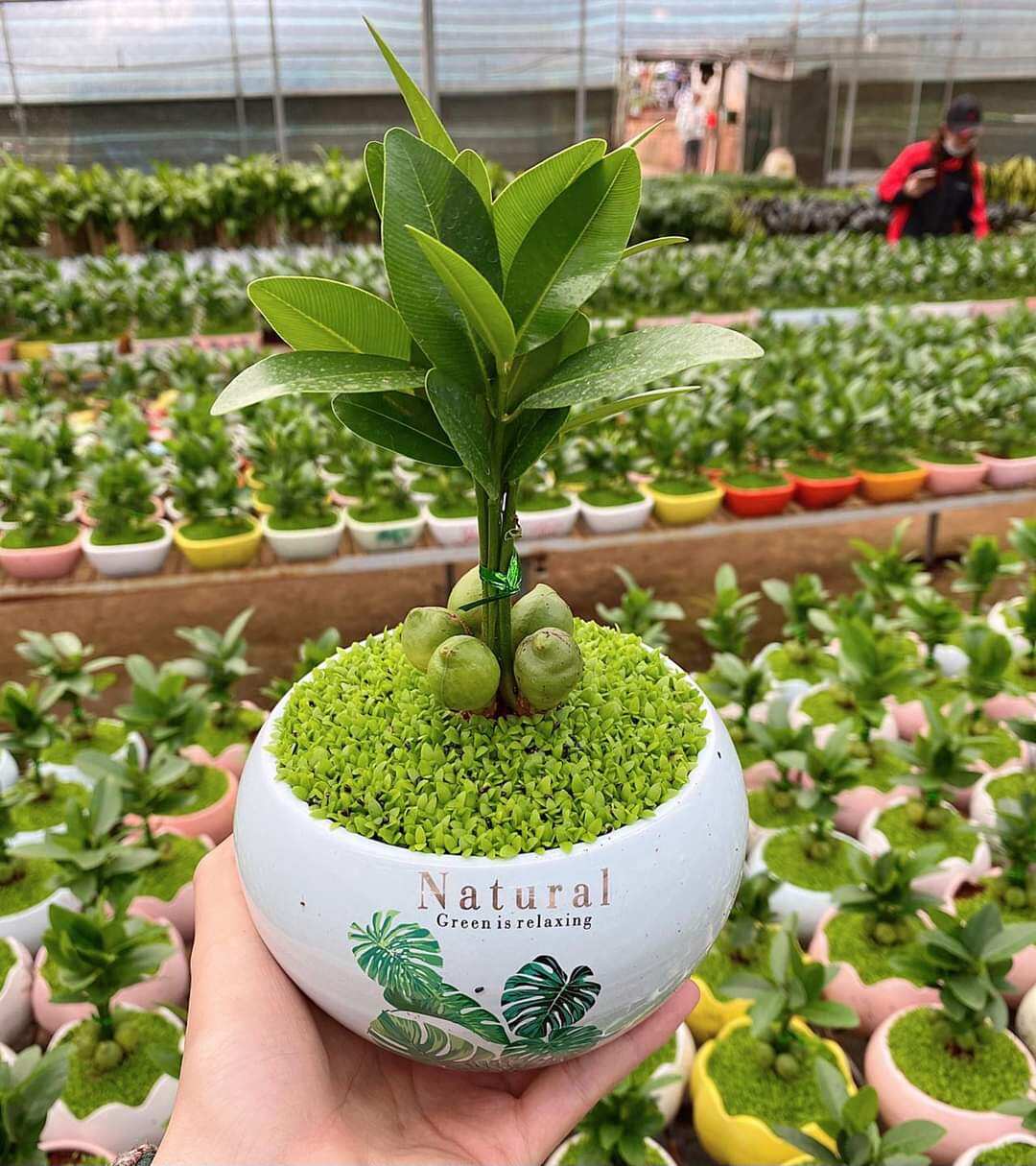Cây tài lộc/ bao gồm chậu - cây phong thủy để bàn