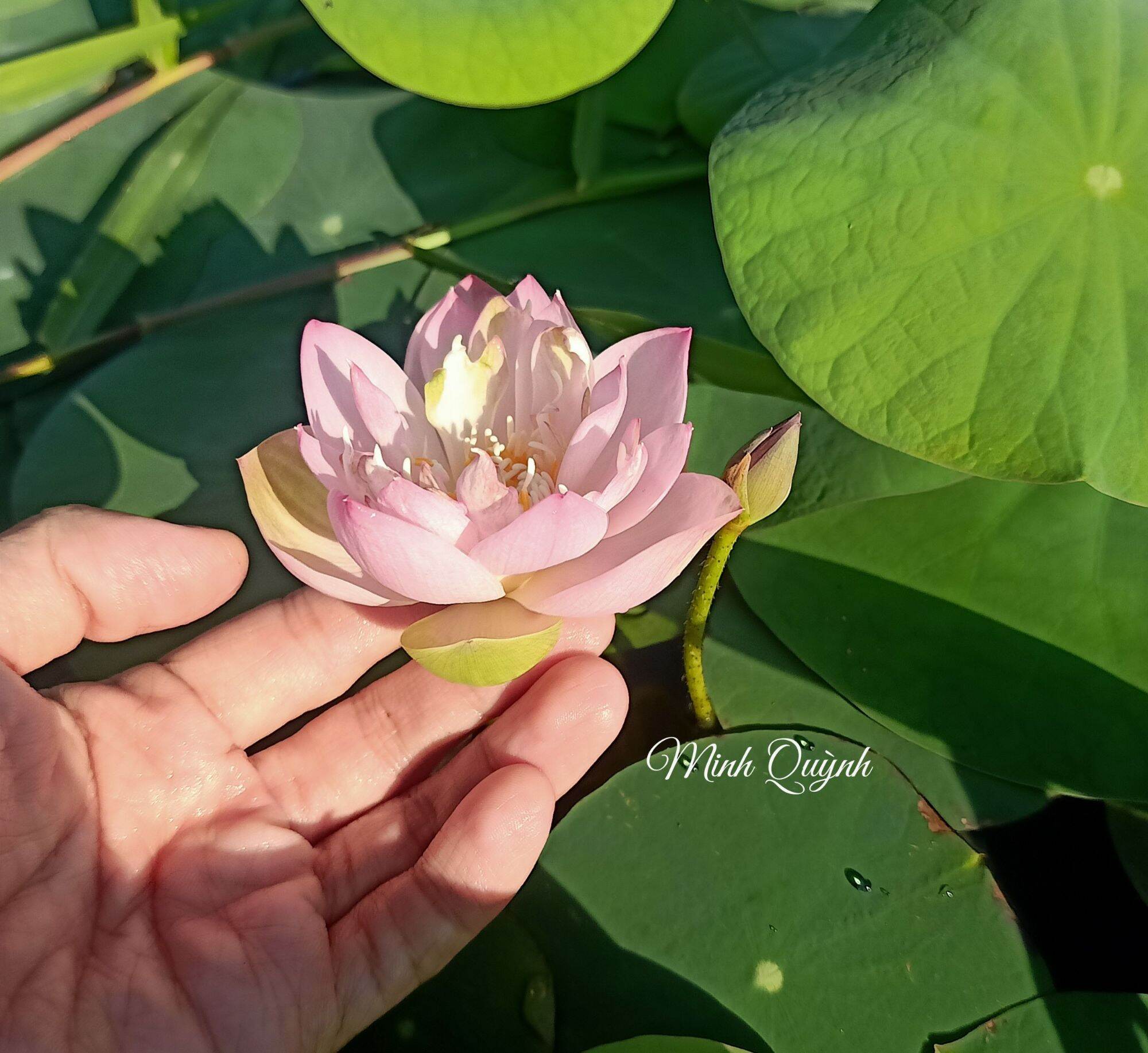 Củ sen mini Keelin