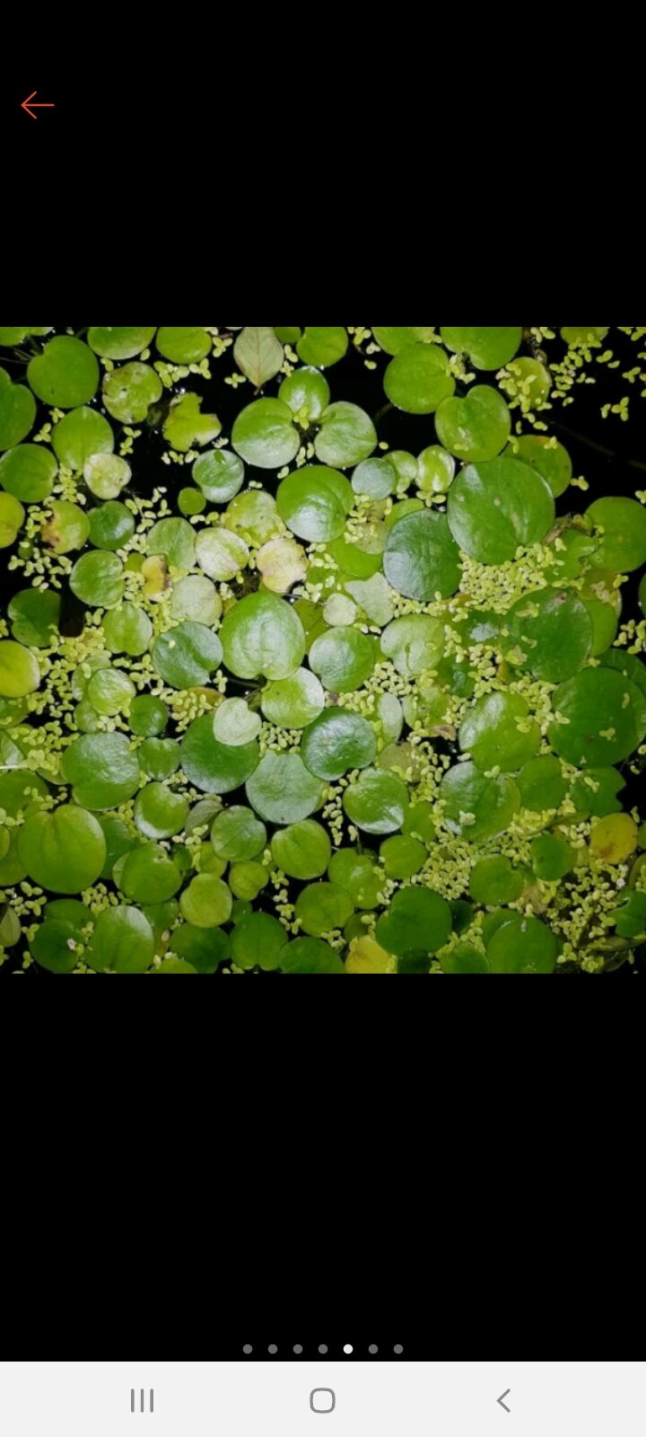 Bèo tấm