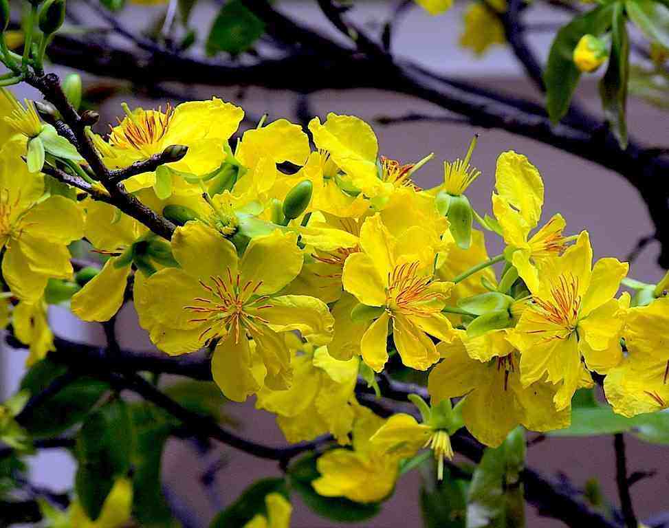 cây giống mai vàng hoa thơm