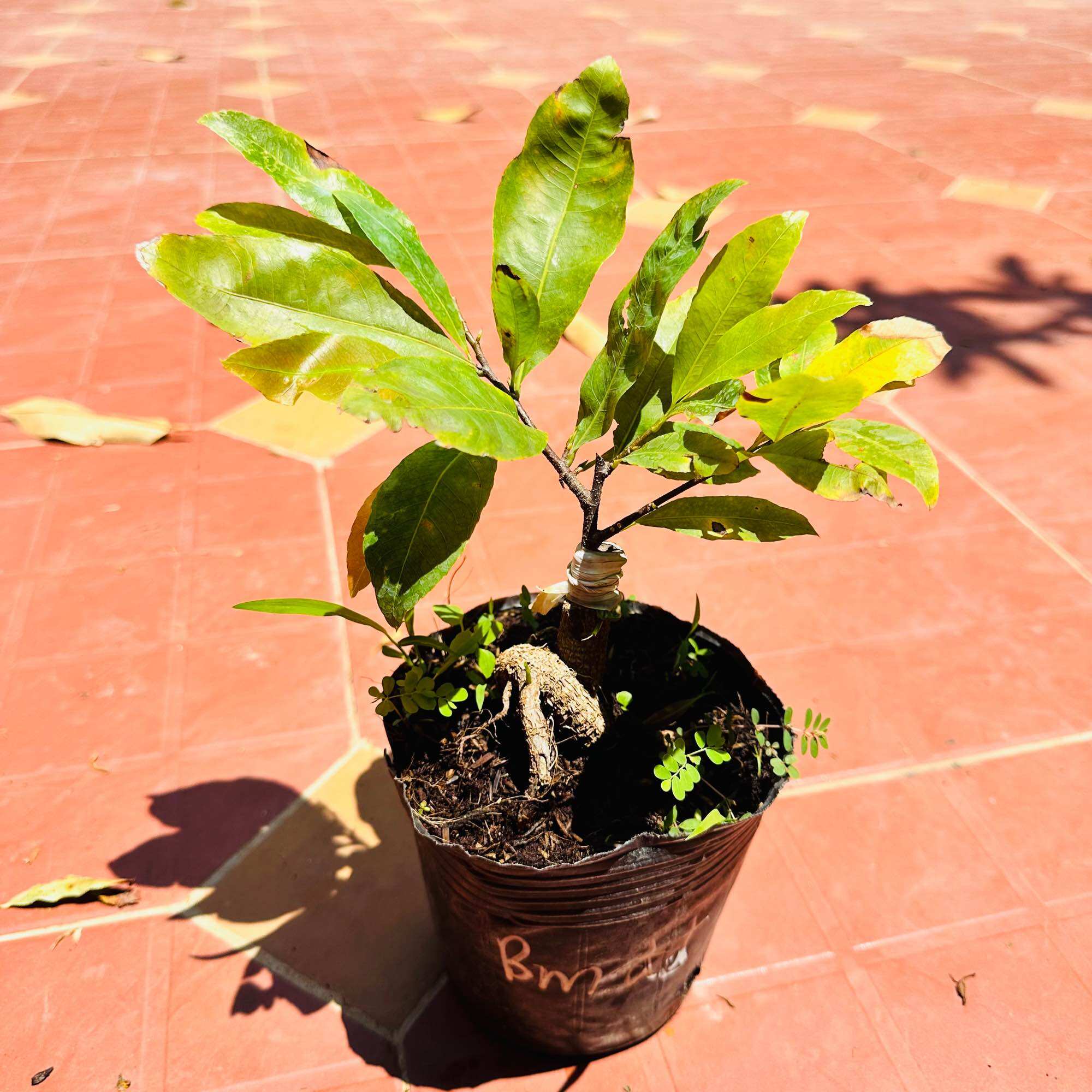 Cây bạch mai đọt đỏ - gốc ghép bonsai, cây cỡ như hình