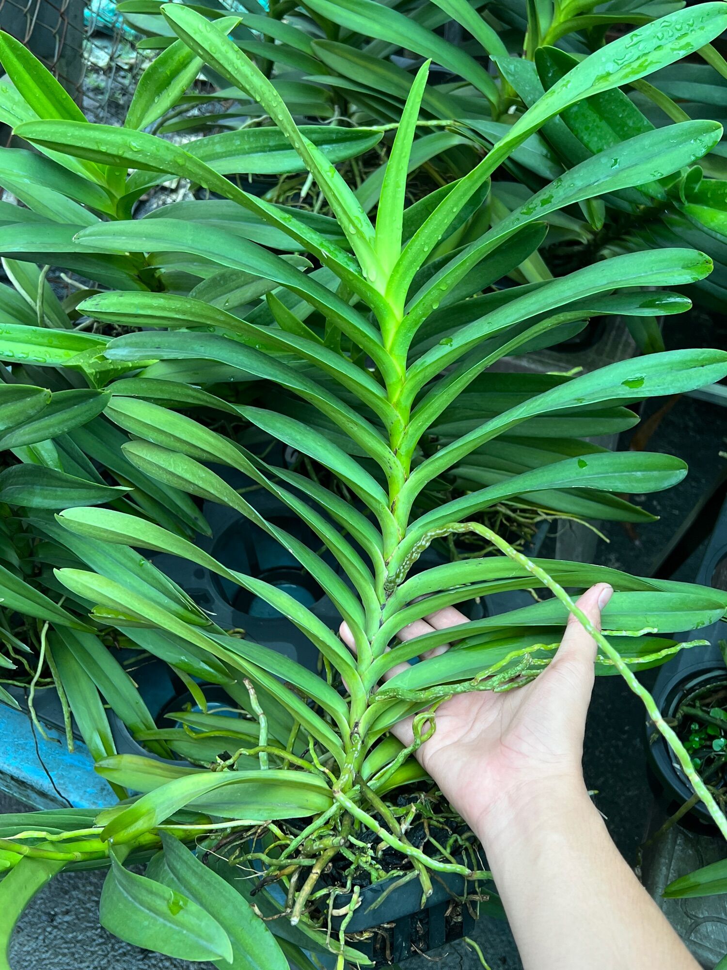 Hoa Lan Vanda lai cây trưởng thành
