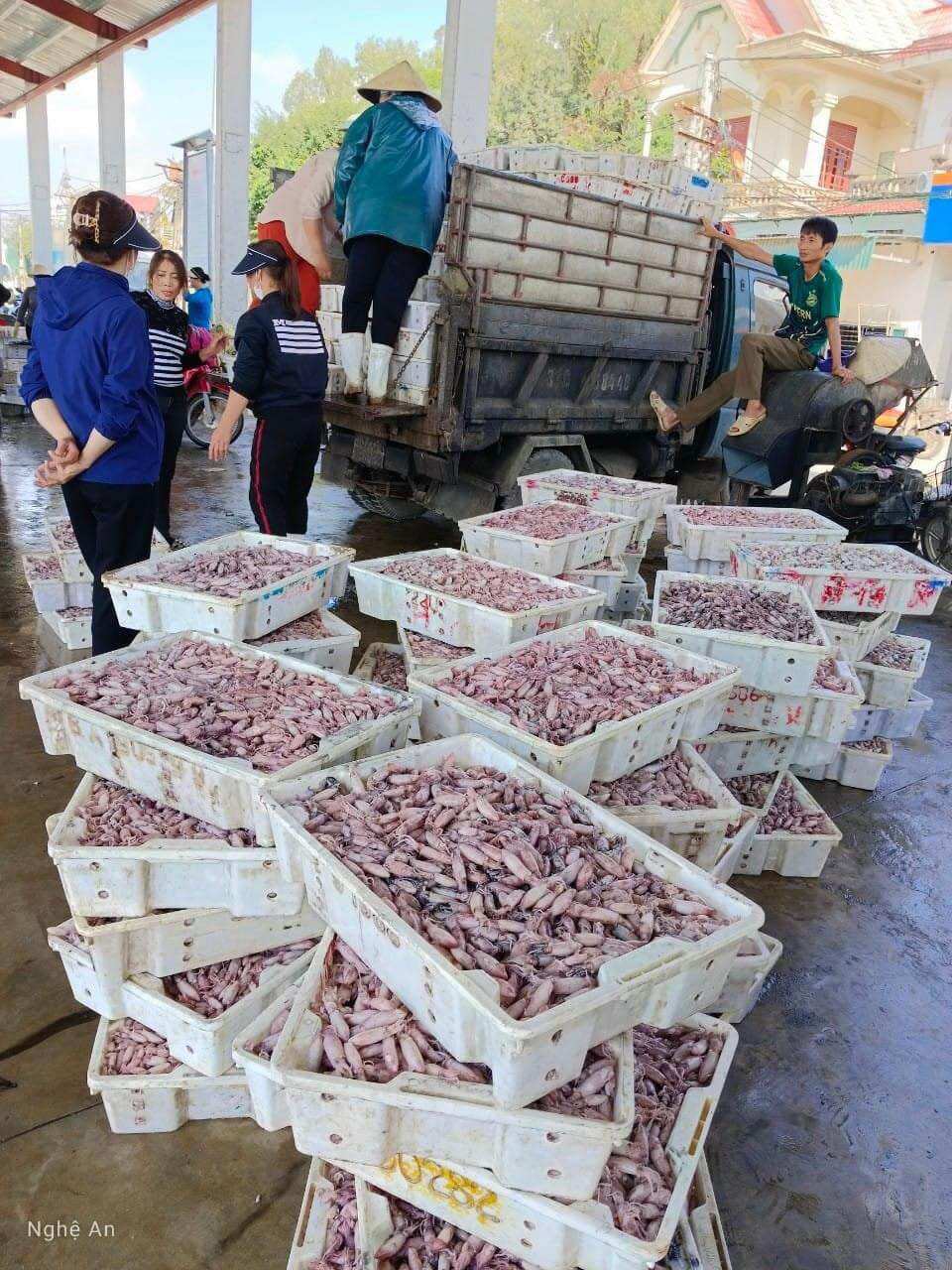 0,5kg Mực Sim hấp thuyền (giao hoả tốc)