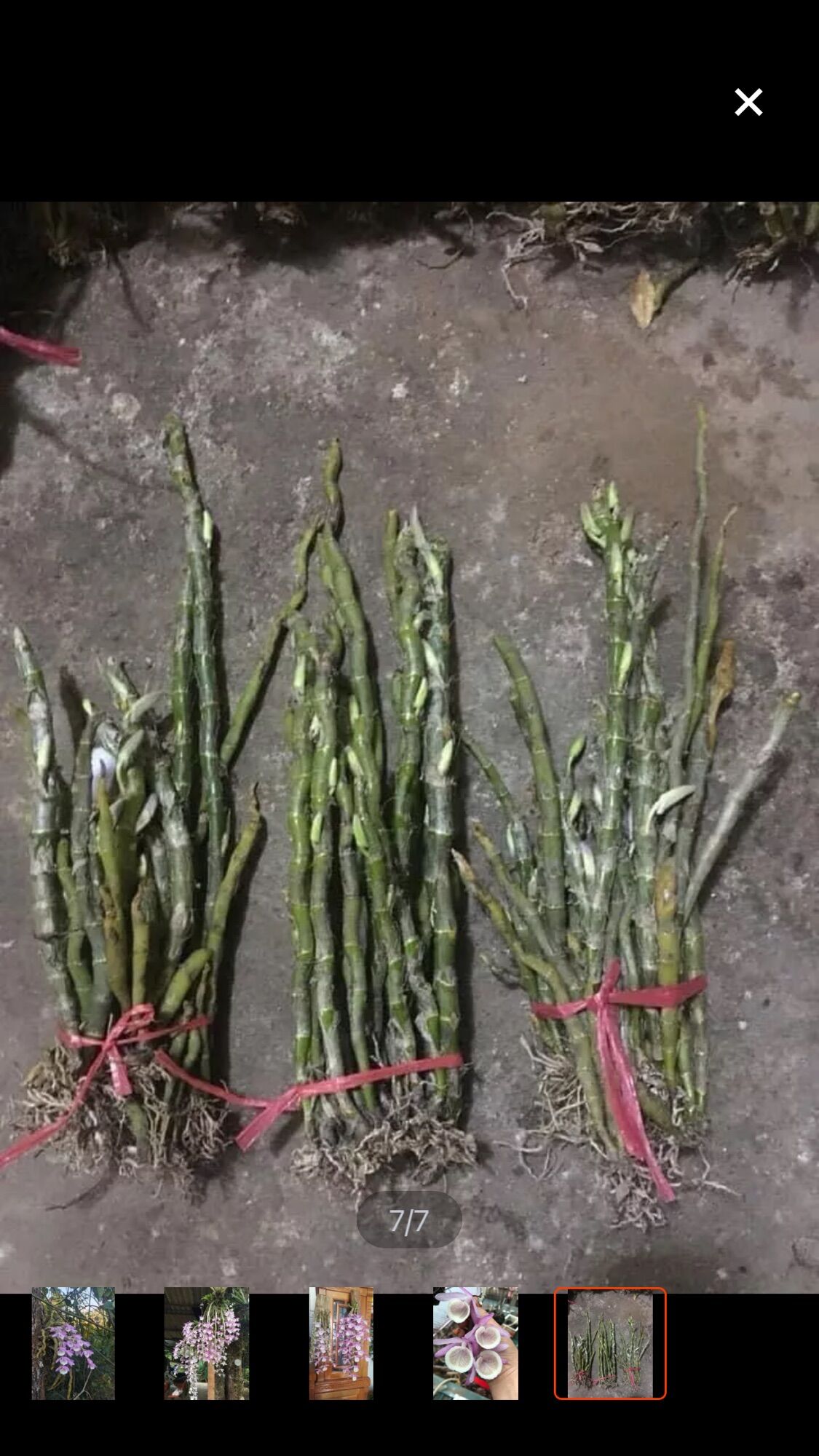 Hoa lan hoàng thảo vôi sỉ 25k(1 bó)
