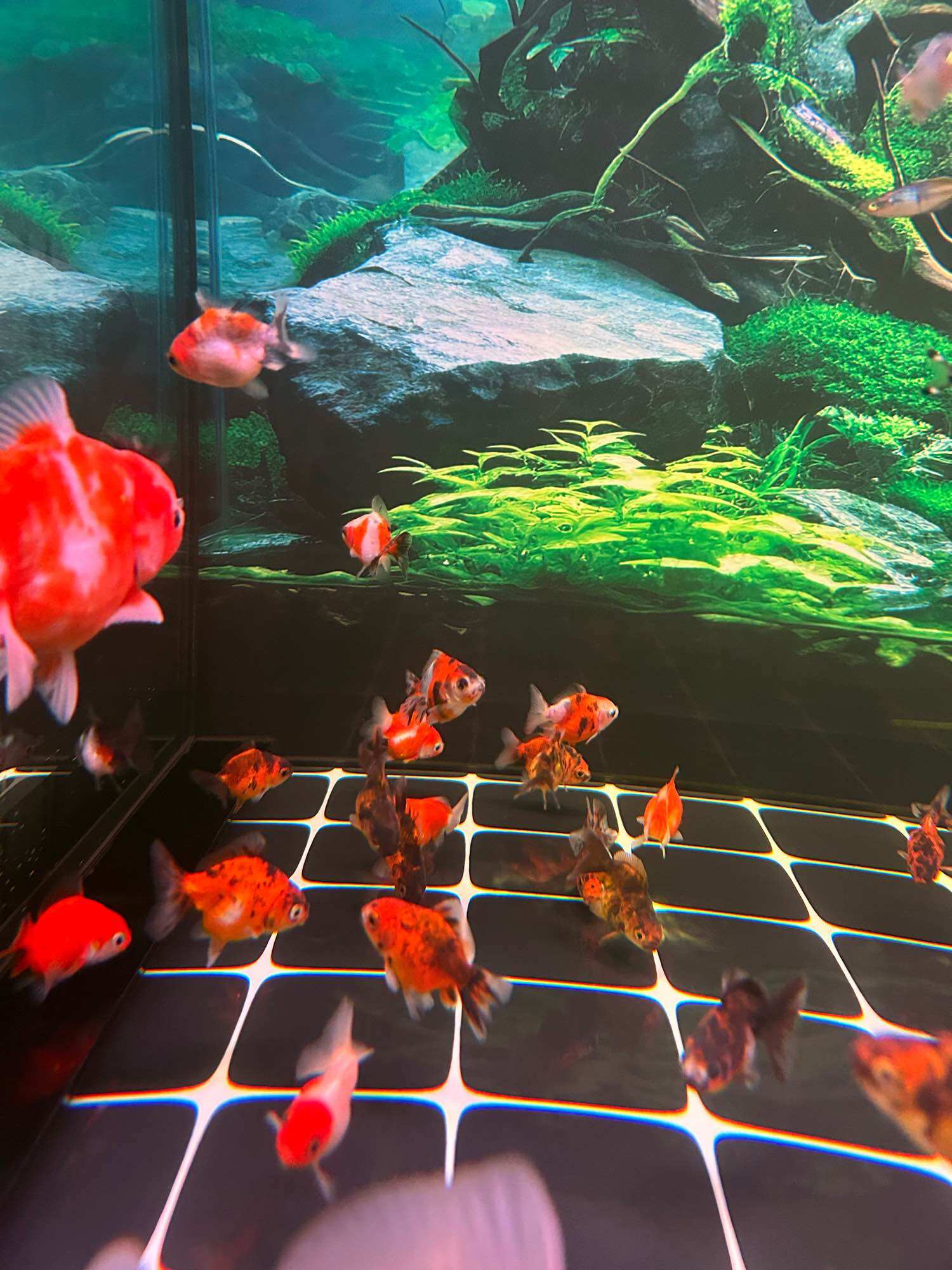 Oranda calico short .size 1 đến 2 ngón - Q3 - NH - 2