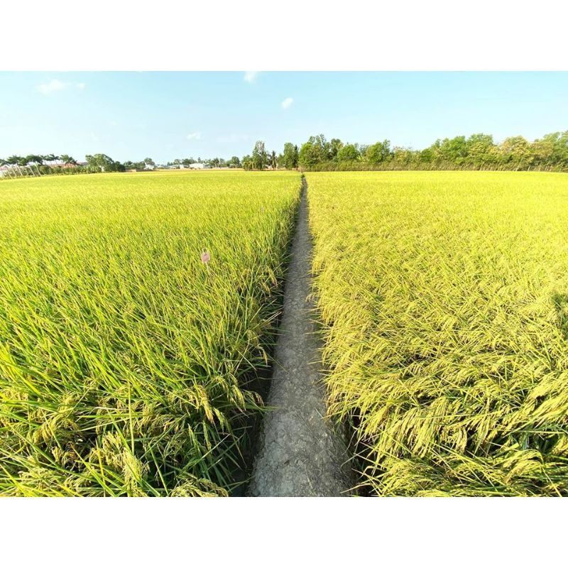 10 Kg Gạo Dẻo St25 A An Tân Long .Nsx mới tại Hà Nội