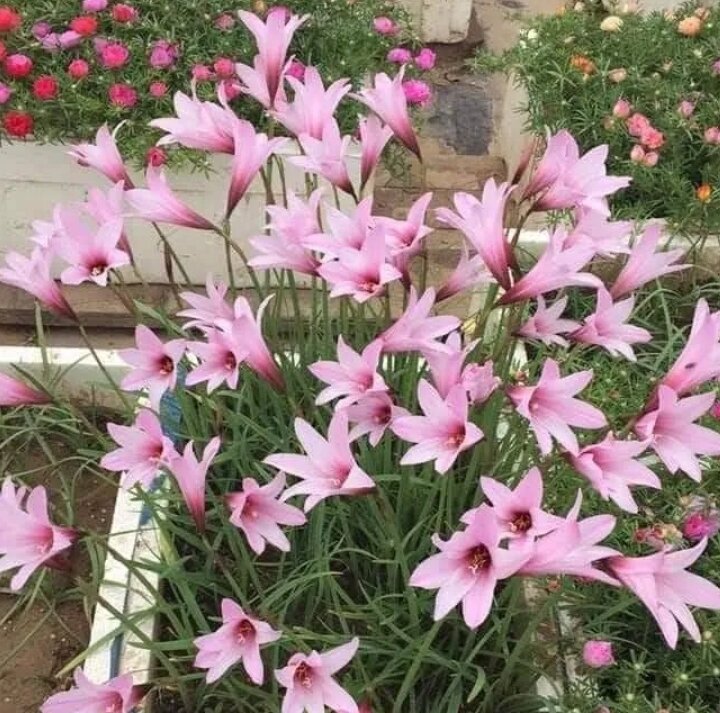 . combo 3 củ huệ mưa cherry pink bông to khủng).