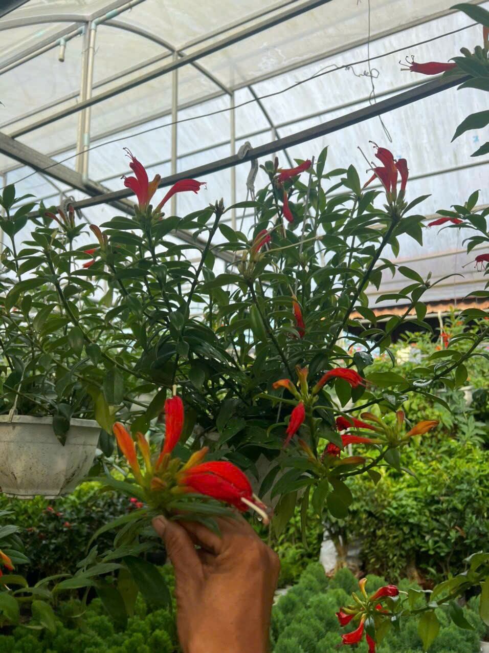 Cây Phượng Hoàng treo