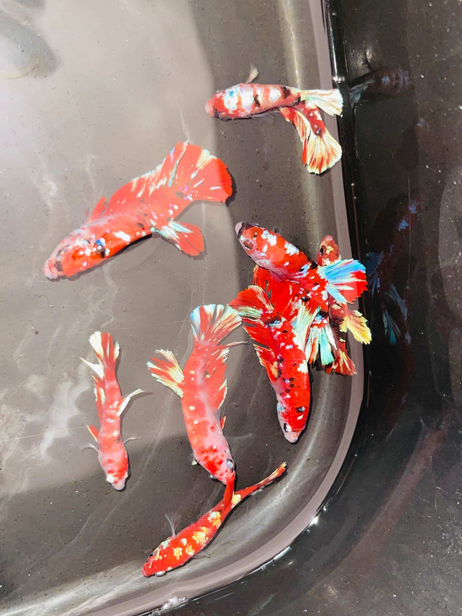 Thuỷ Sinh Betta Koi Red Gold - Hàng siêu phẩm