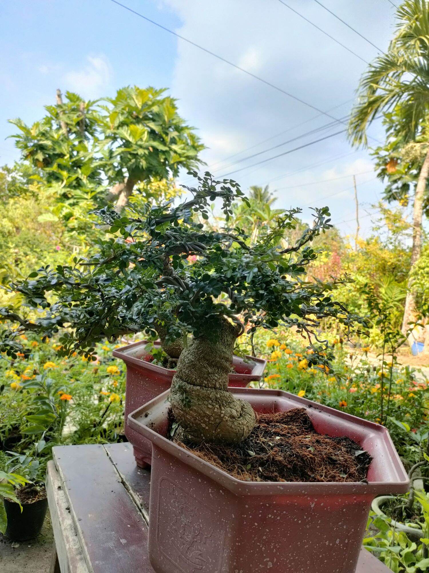 Cây cần thăng bonsai như hình