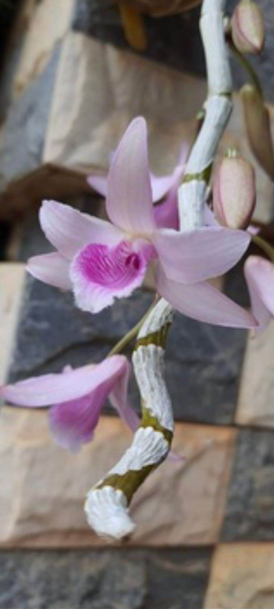 Cây giống hoa lan Ám Xước YaLy