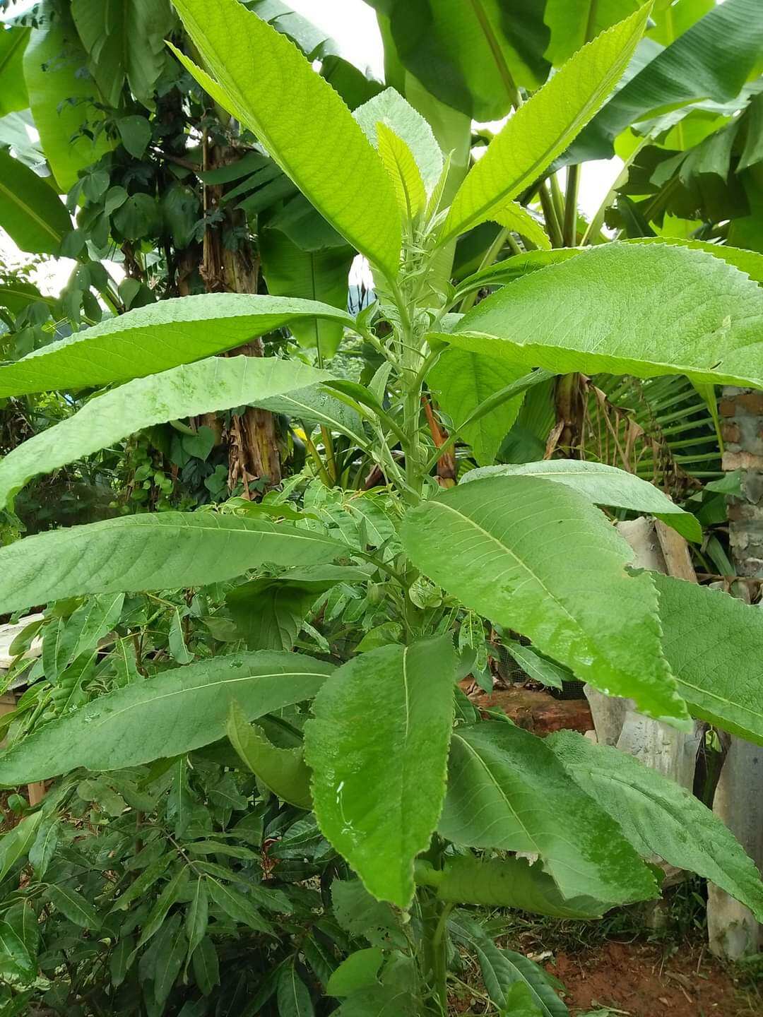 Lá cây đại bi tươi (1kg)