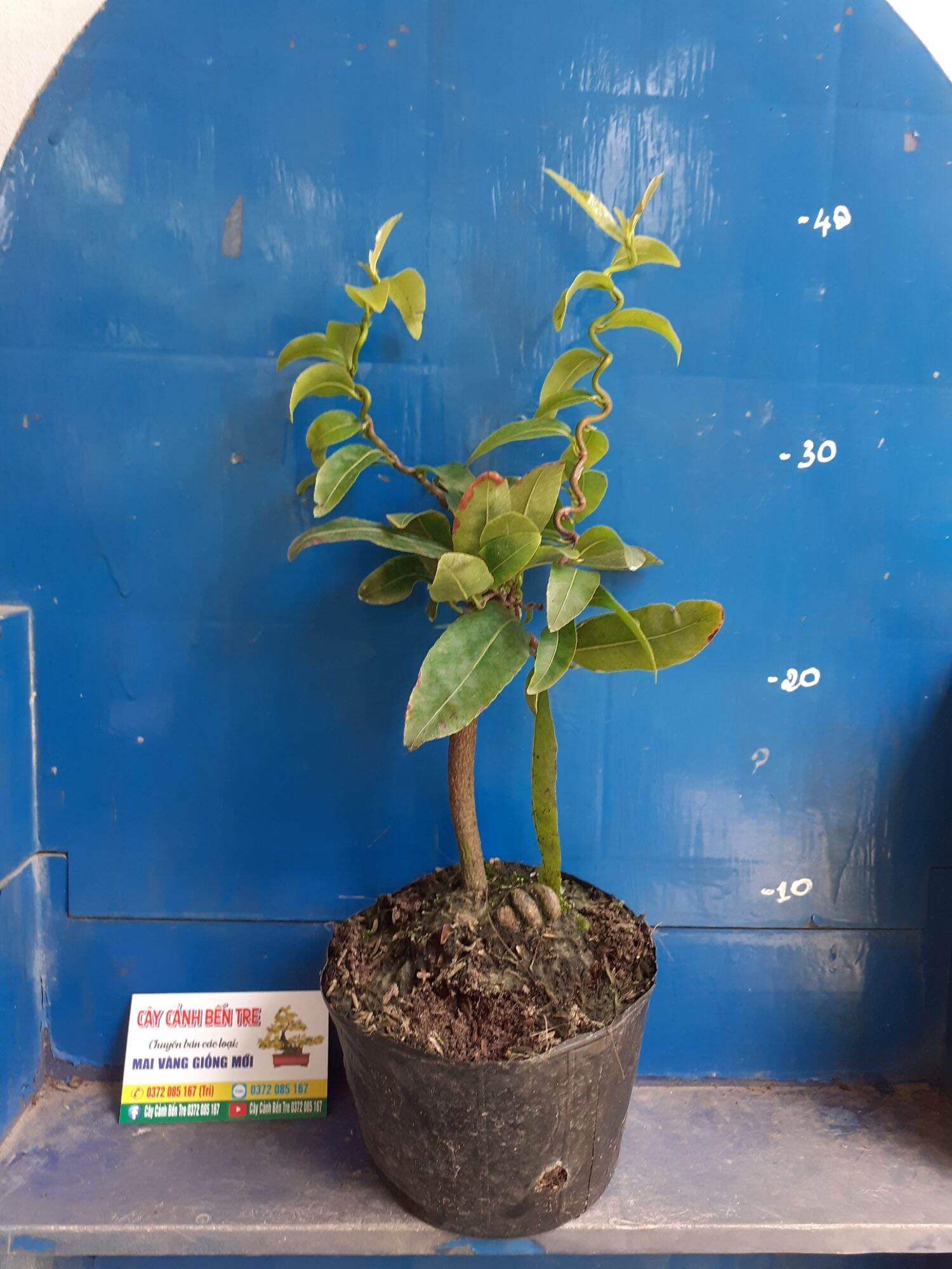 Mai Quắn Giảo tự xoắn