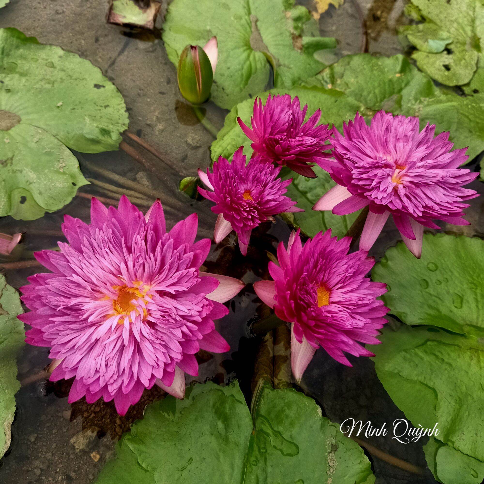 Hoa súng Thái Khaohinson (chỉ giao miền Nam)