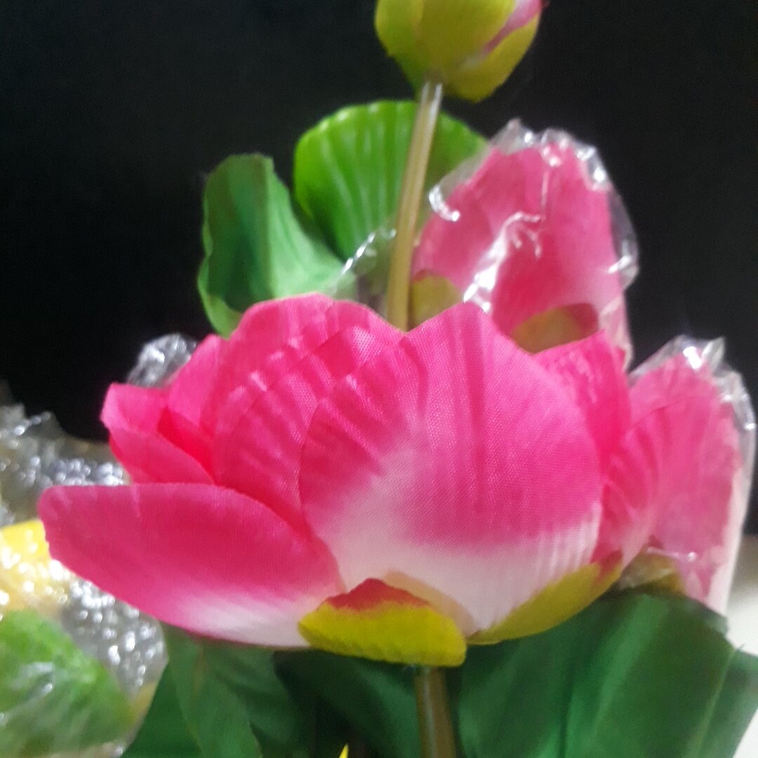 Hoa sen vải  gương sen lớn