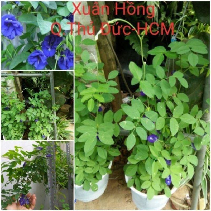 Chậu cây hoa đậu biếc đang nhiều bông