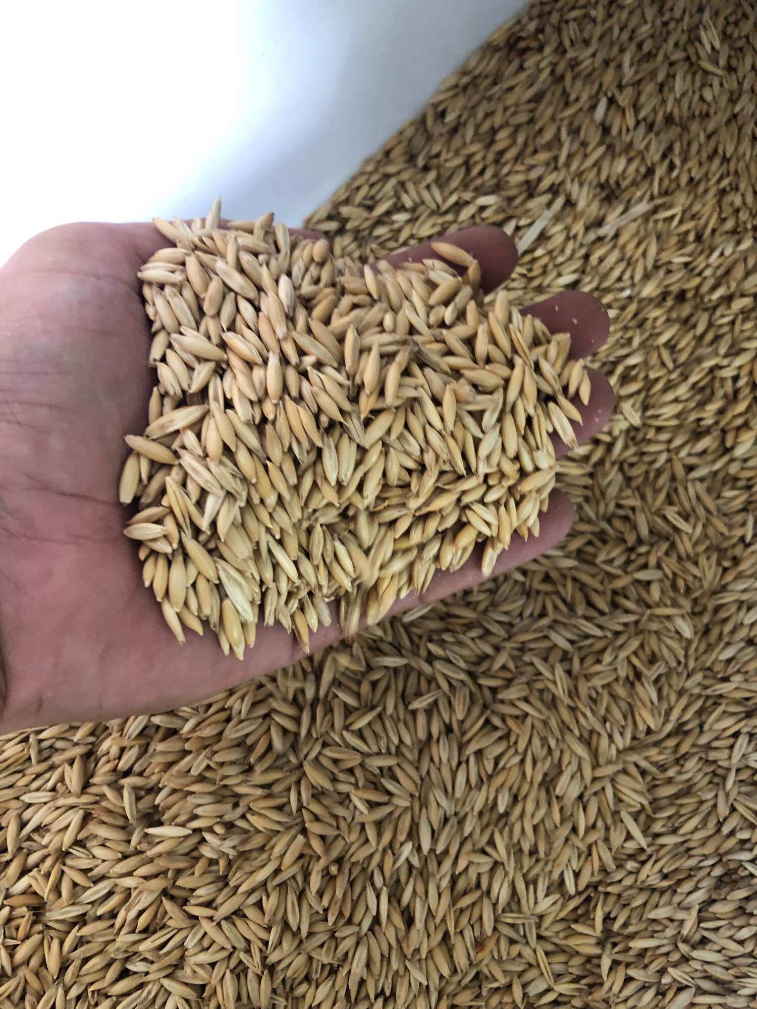 500g Hạt yến mạch cho gà, vẹt, hamster, sóc