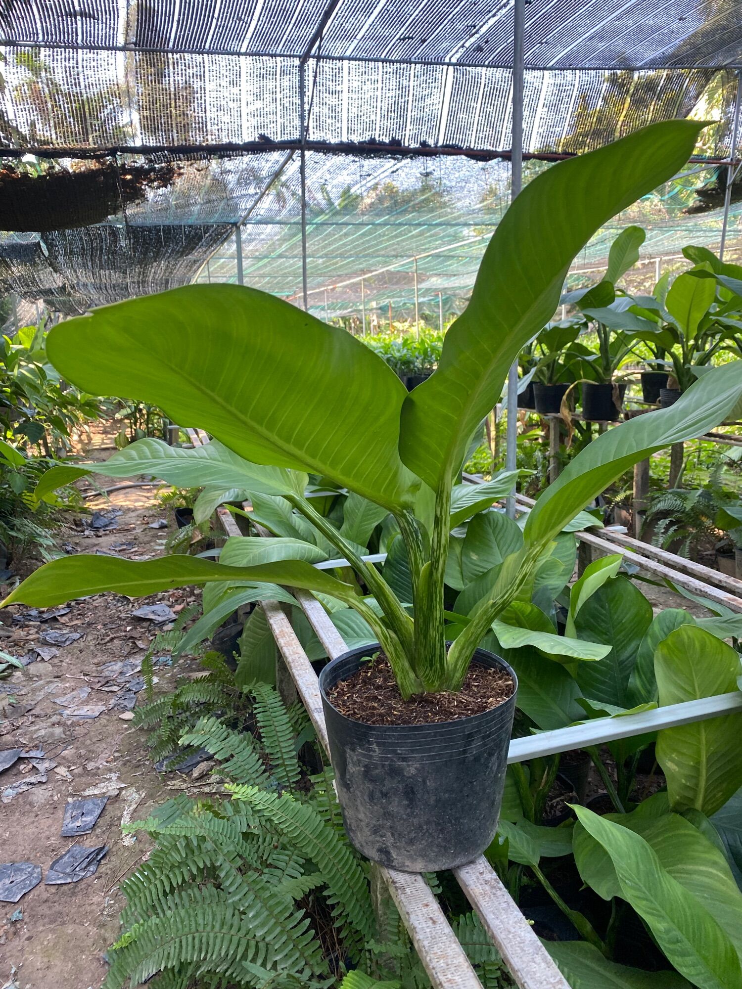 Cây đại phú gia ( cao 60 đến 80 cm)
