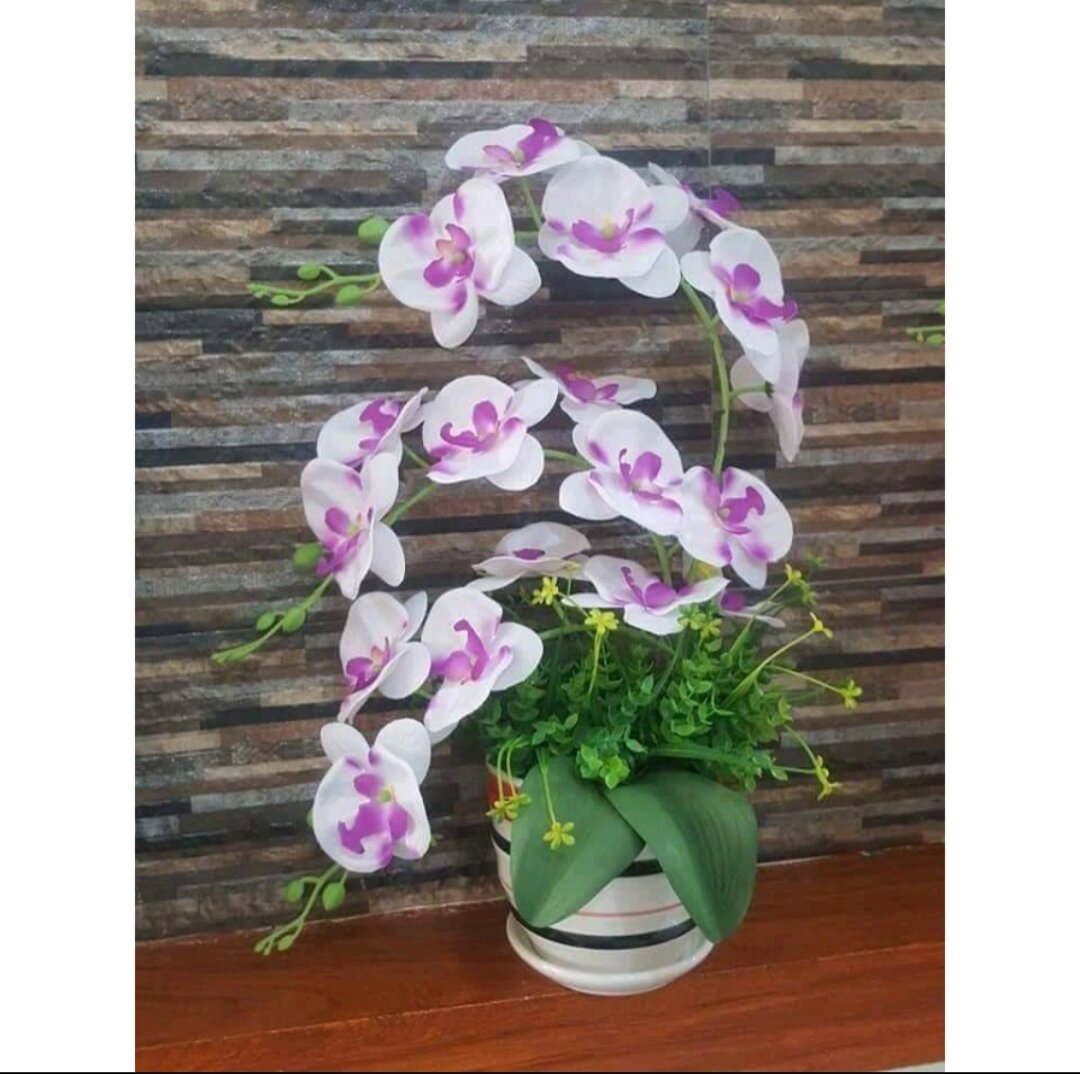 Cành hoa Lan Hồ Điệp thân dài 60cm