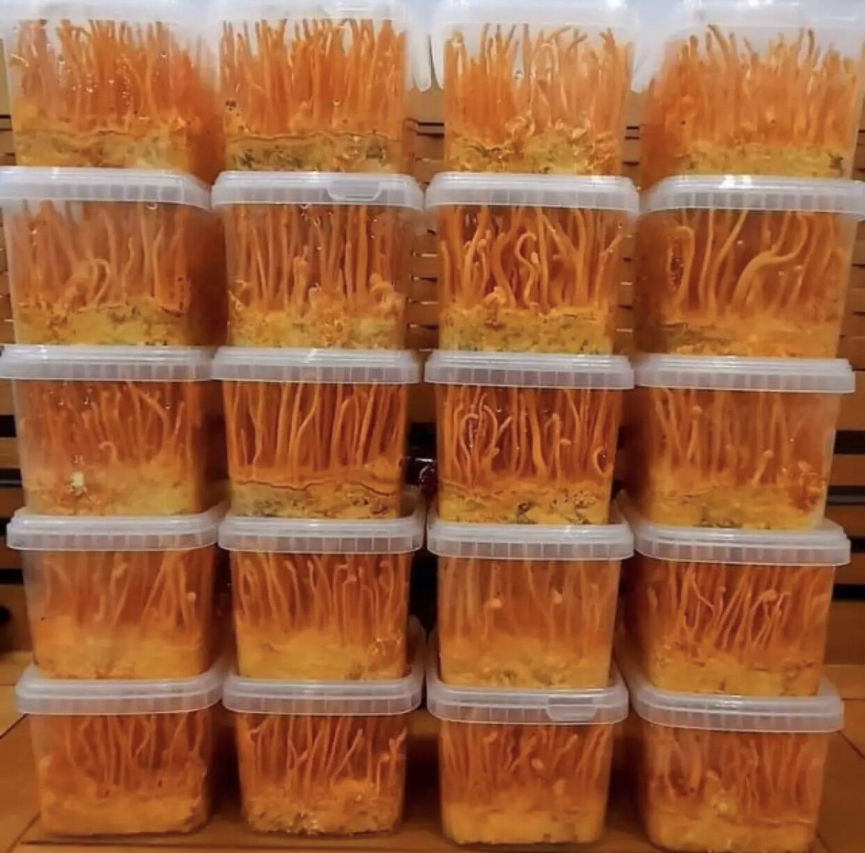 Đông trùng hạ thảo tươi hộp 200g